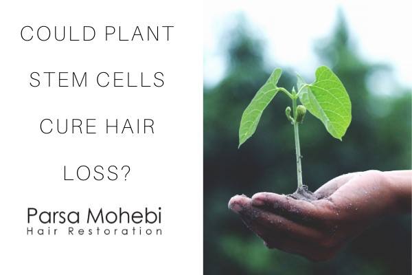 Could Plant Stem Cells Cure Hair Loss? - Scientific Study - Parsa Mohebi  Hair Restoration - Parsa Mohebi Hair Restoration